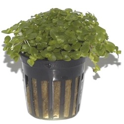 Aquafleur Bacopa Australis