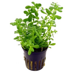 Aquafleur Bacopa Compacta