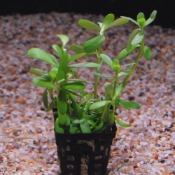 Aquafleur Bacopa Monnieri