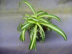 Aquafleur Chlorophytum bichettii