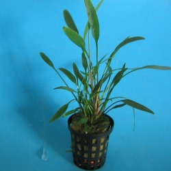 Aquafleur Cryptocoryne Amicorum