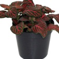 Fittonia superba red - Aquafleur