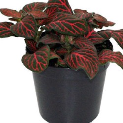 Aquafleur Fittonia superba red