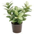 Fittonia superba white - Aquafleur