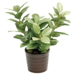 Aquafleur Fittonia superba white