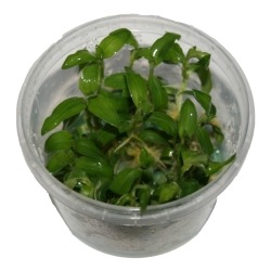 Aquafleur Floscopa Scandens