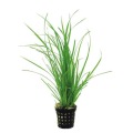 Cyperus Helferii - Aquafleur