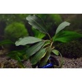 Bucephalandra Theia - Aquafleur