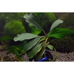 Aquafleur Bucephalandra Theia