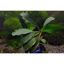 Aquafleur Bucephalandra Theia